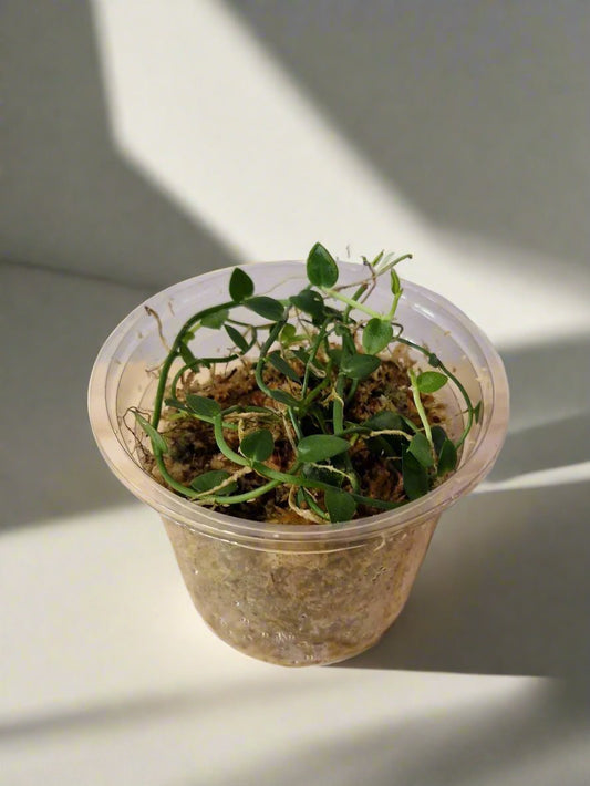 Rhaphidophora Pachyphylla in Mini Terrarium Pot