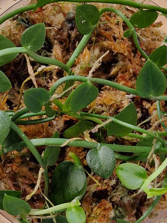 Rhaphidophora Pachyphylla 10 cm Cutting