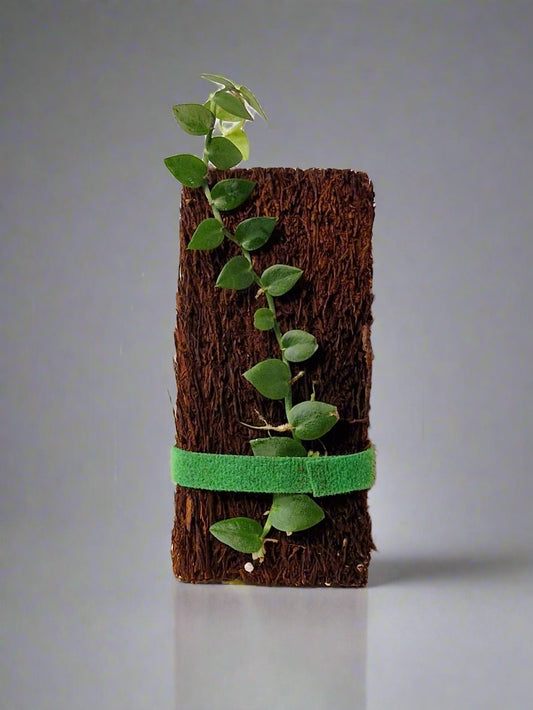 Rhaphidophora Pachyphylla on Tree Fern Board