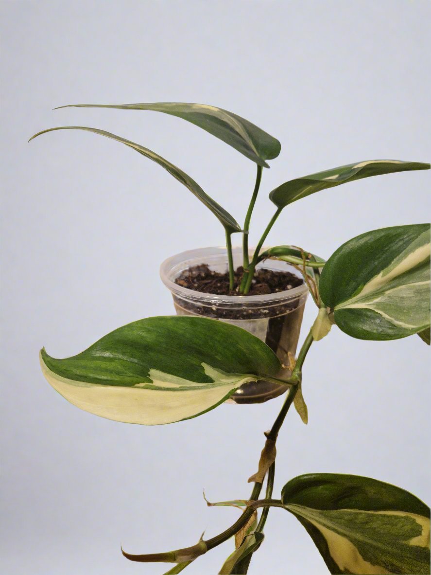 Philodendron Cream Splash - Plant B