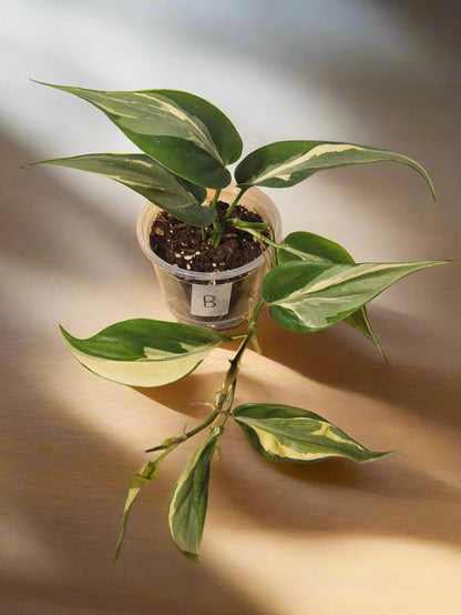 Philodendron Cream Splash - Plant B