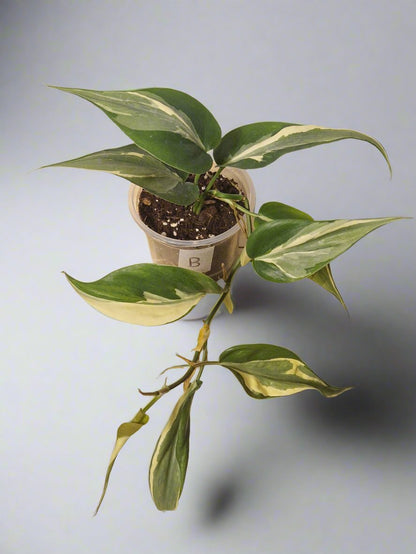 Philodendron Cream Splash - Plant B