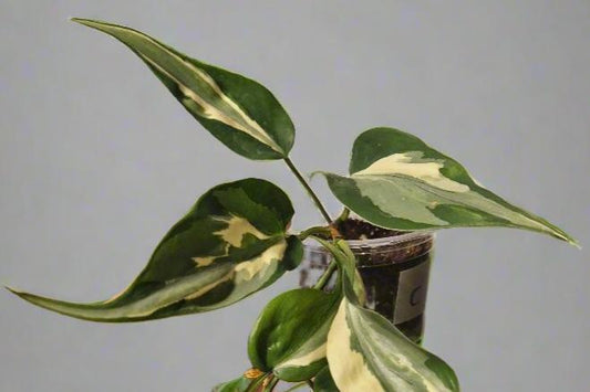 Philodendron Cream Splash - Plant C