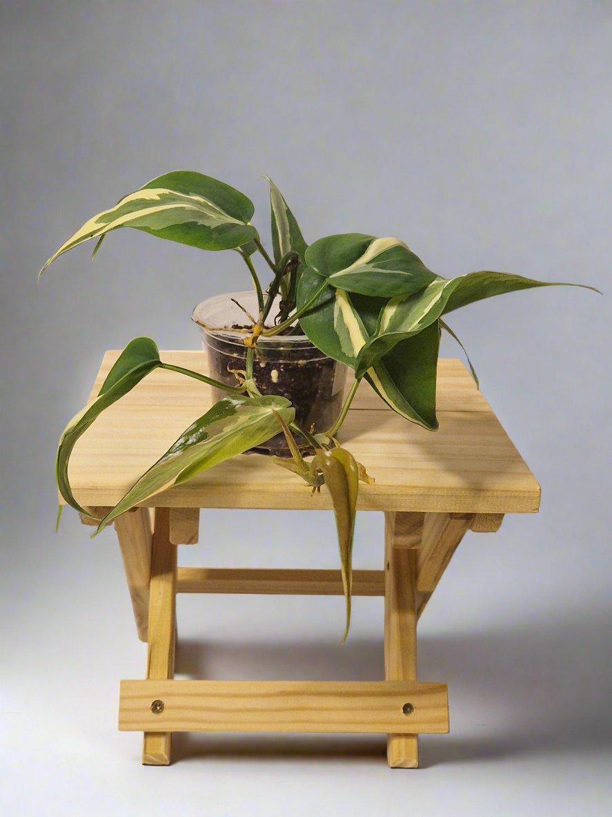 Philodendron Cream Splash - Plant D