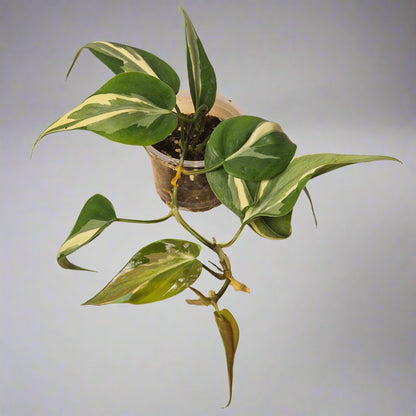 Philodendron Cream Splash - Plant D