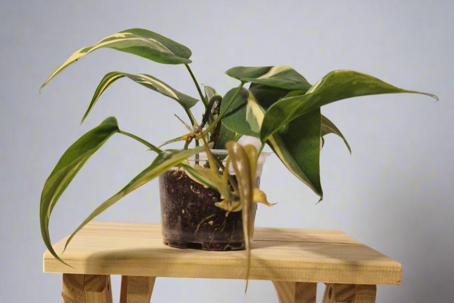 Philodendron Cream Splash - Plant D