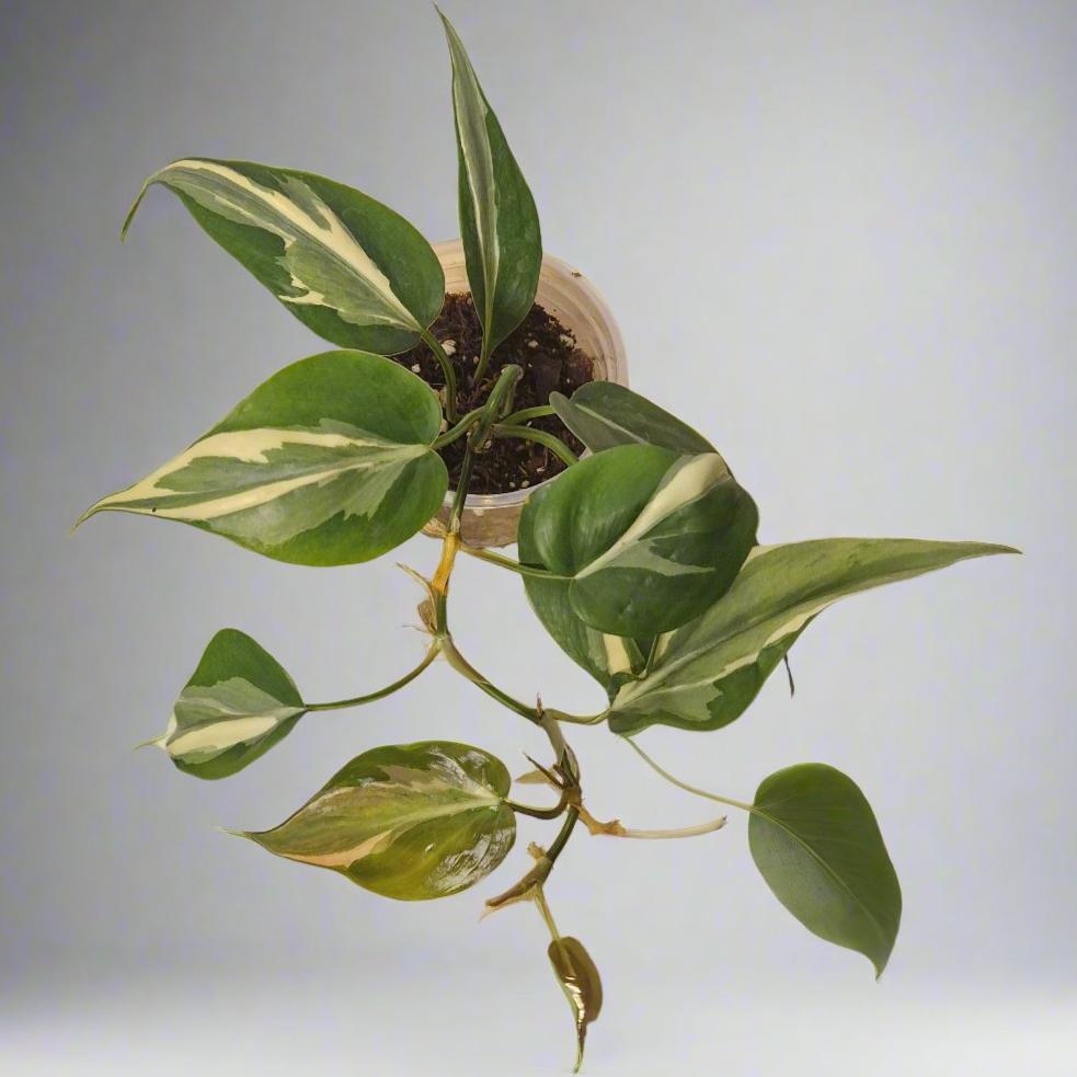 Philodendron Cream Splash - Plant D