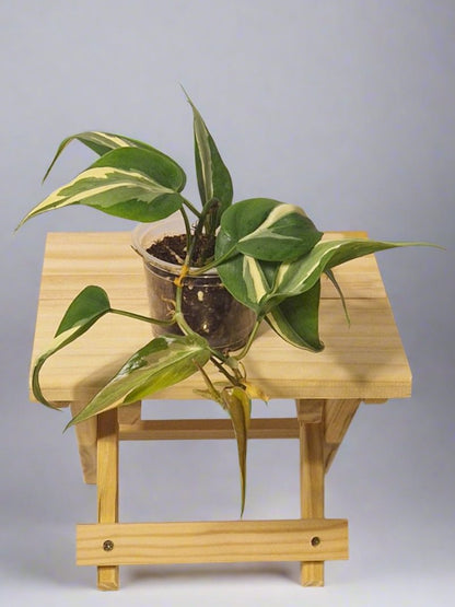 Philodendron Cream Splash - Plant D