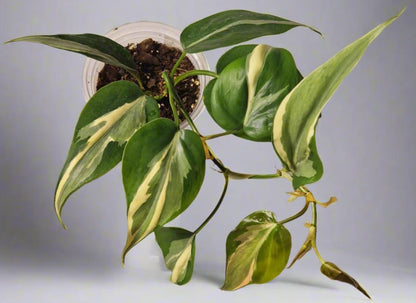 Philodendron Cream Splash - Plant D