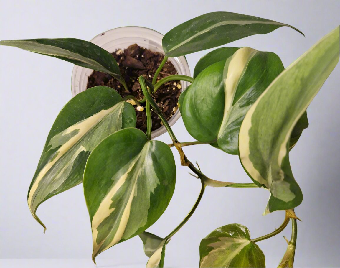 Philodendron Cream Splash - Plant D