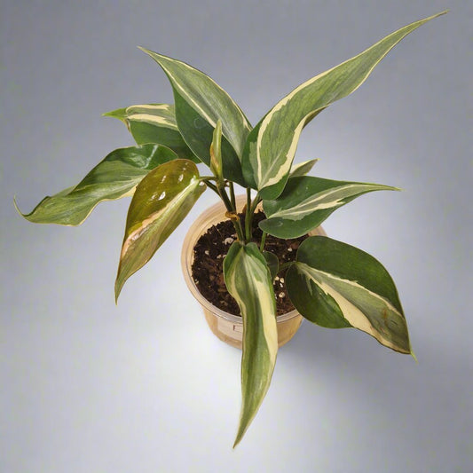 Philodendron Cream Splash - Plant E