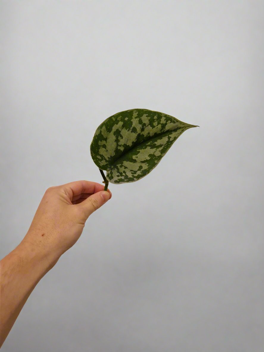 Satin Pothos Cutting