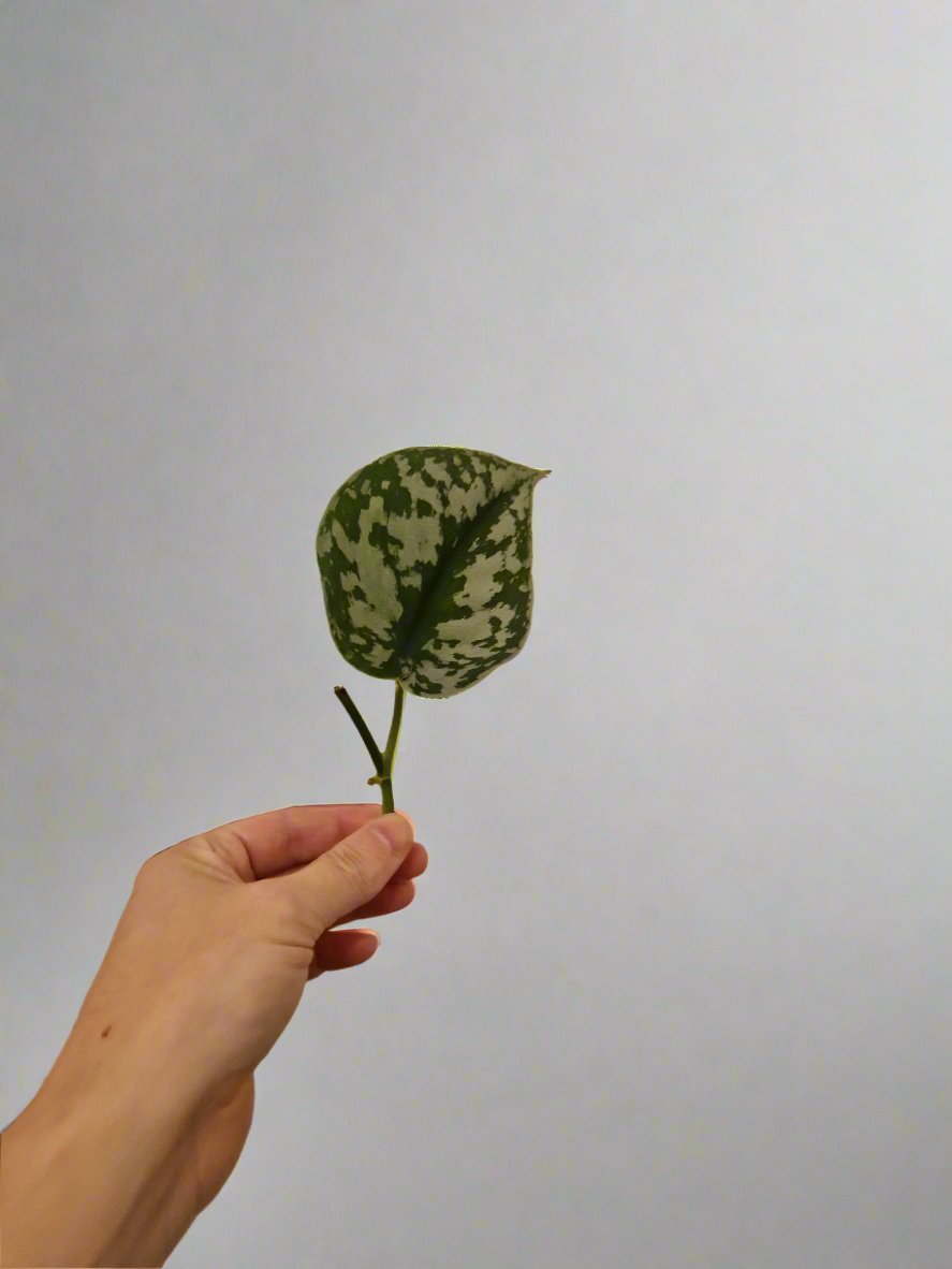 Satin Pothos Cutting