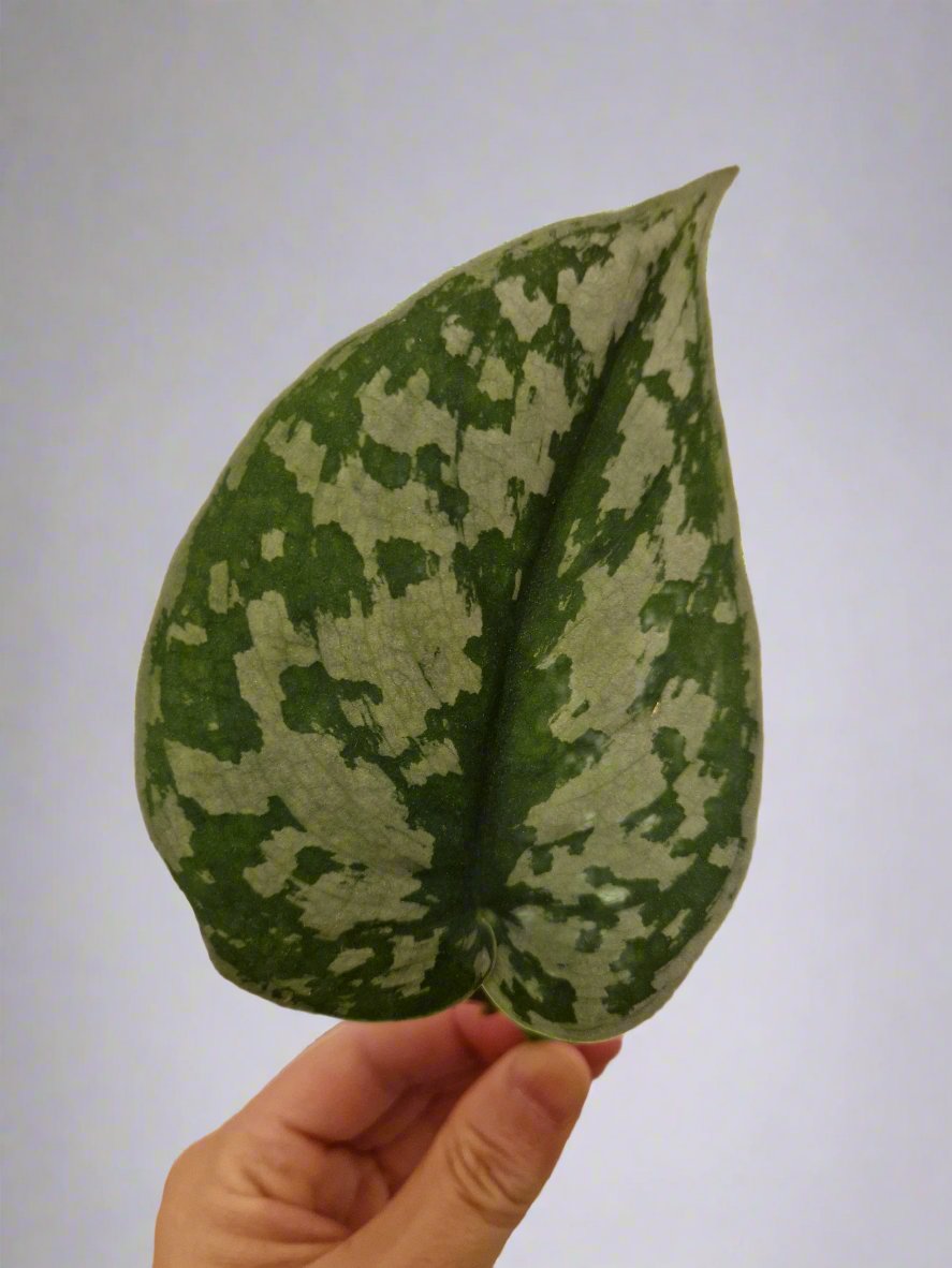 Satin Pothos Cutting