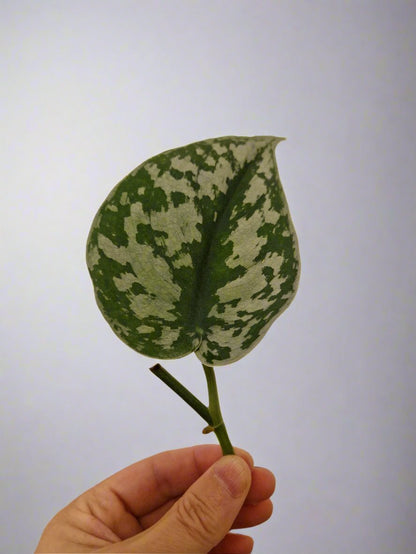 Satin Pothos Cutting