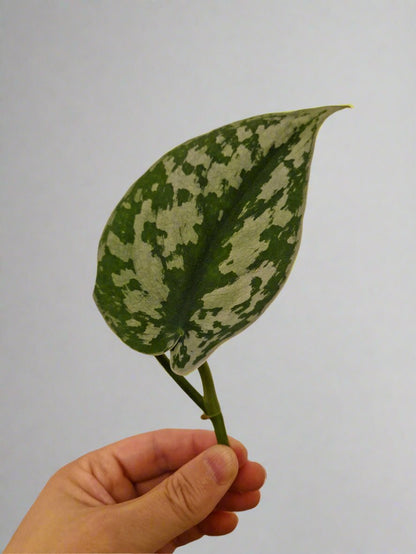 Satin Pothos Cutting