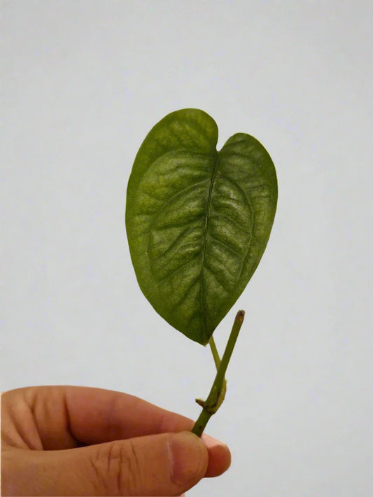 Monstera Siltepecana Cutting