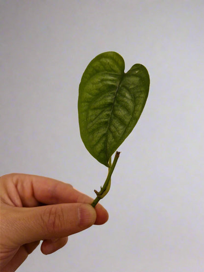 Monstera Siltepecana Cutting