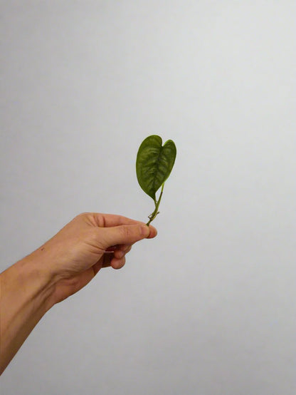 Monstera Siltepecana Cutting