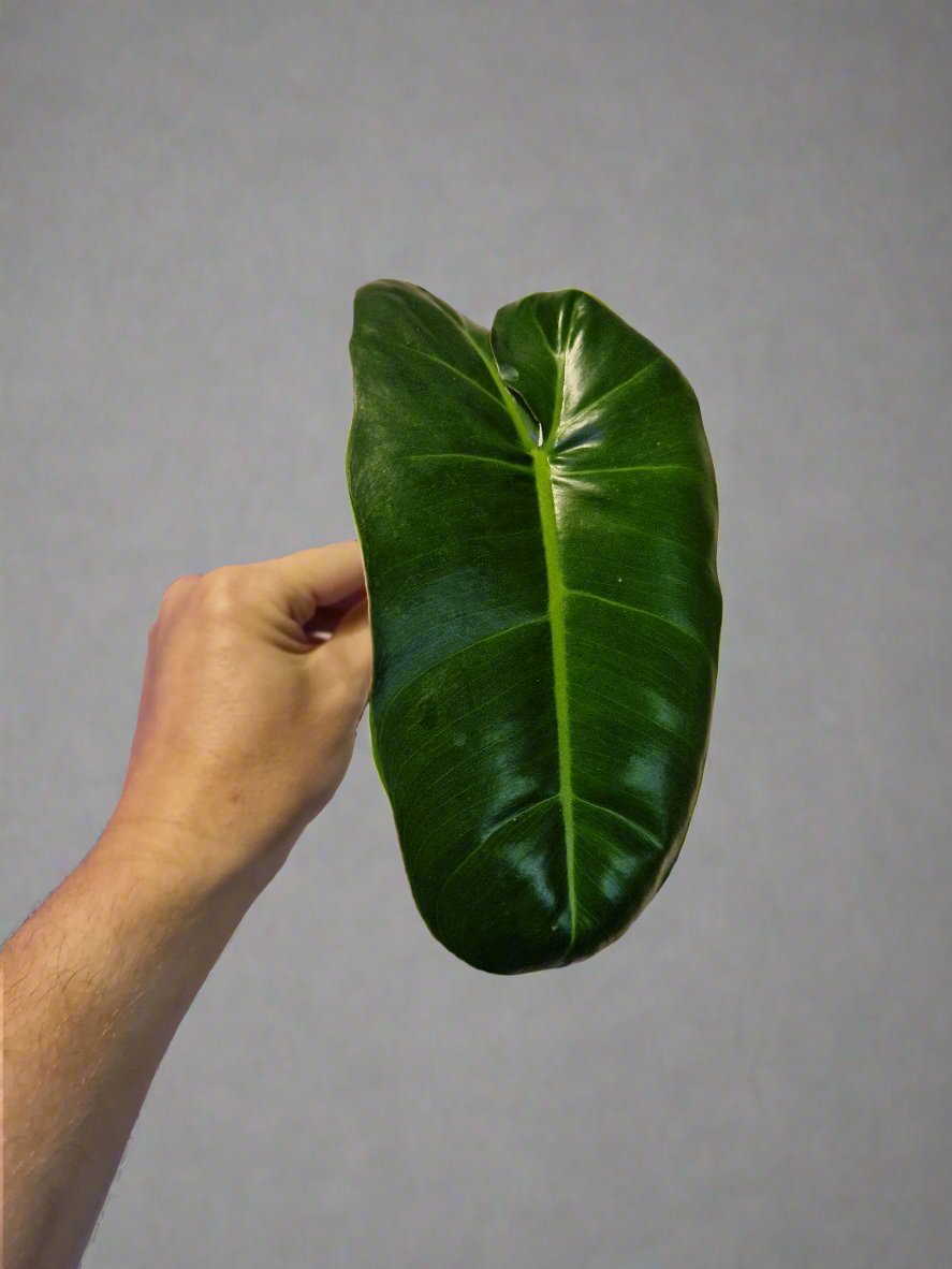 Philodendron Paraiso Verde (reverted) Cutting