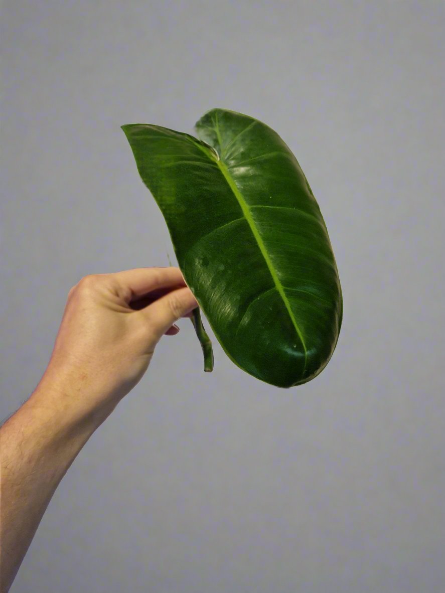 Philodendron Paraiso Verde (reverted) Cutting