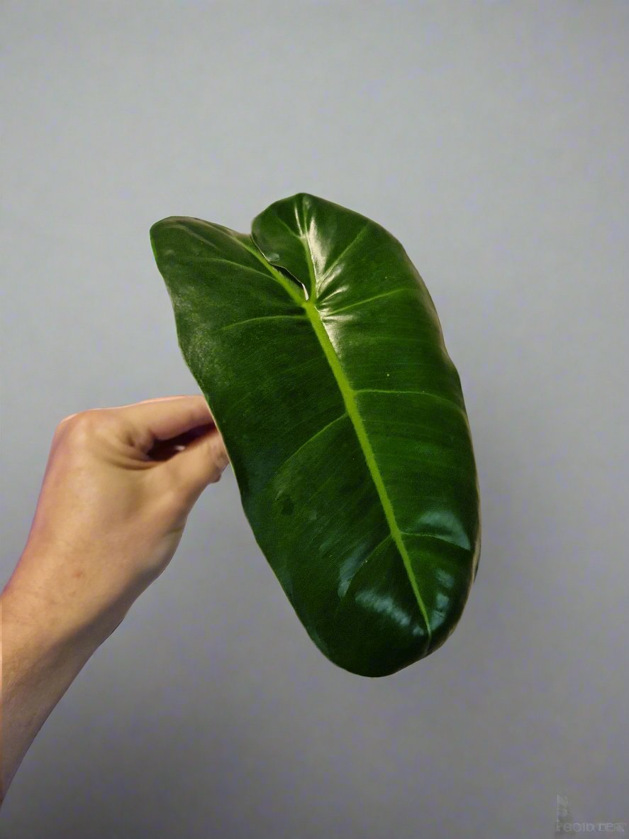 Philodendron Paraiso Verde (reverted) Cutting