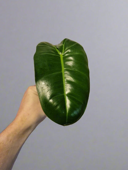 Philodendron Paraiso Verde (reverted) Cutting