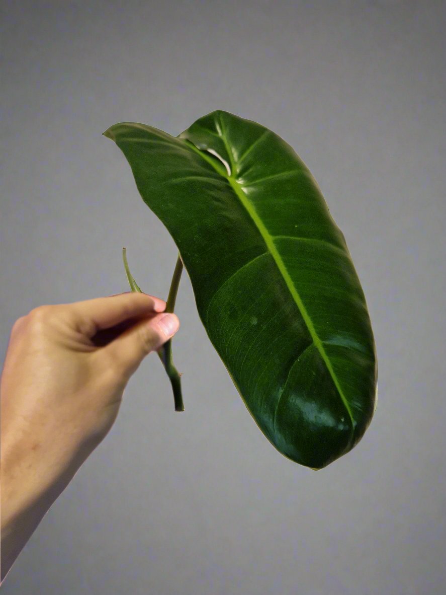 Philodendron Paraiso Verde (reverted) Cutting