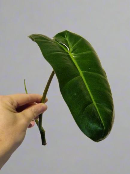 Philodendron Paraiso Verde (reverted) Cutting