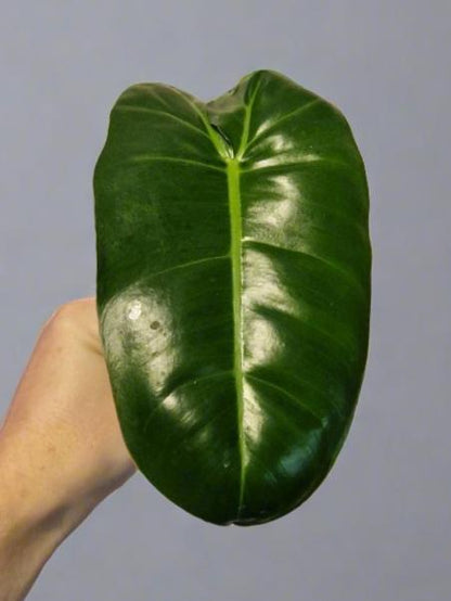 Philodendron Paraiso Verde (reverted) Cutting