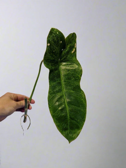 Philodendron Paraiso Verde Cutting