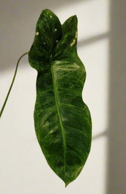 Philodendron Paraiso Verde Cutting