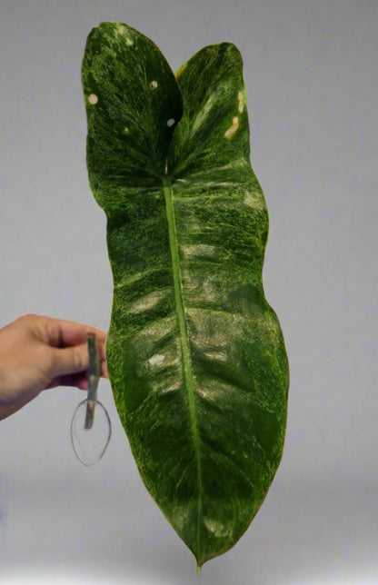 Philodendron Paraiso Verde Cutting