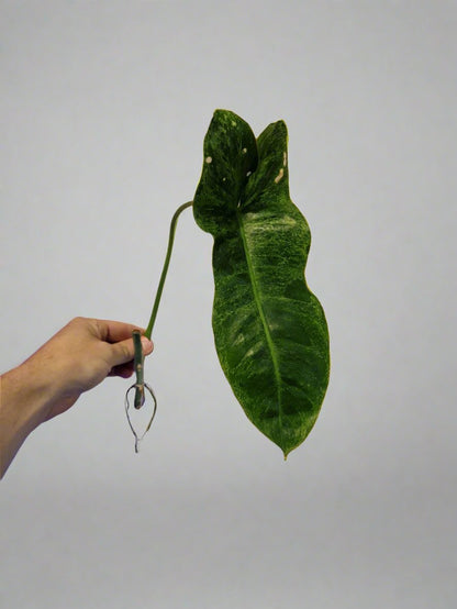 Philodendron Paraiso Verde Cutting