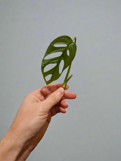 Monstera Adansonii Cutting