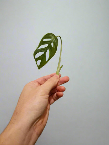 Monstera Adansonii Cutting