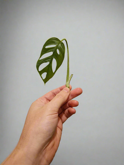 Monstera Adansonii Cutting