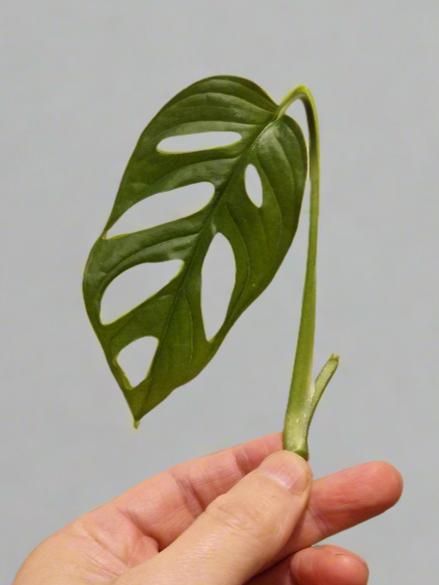 Monstera Adansonii Cutting