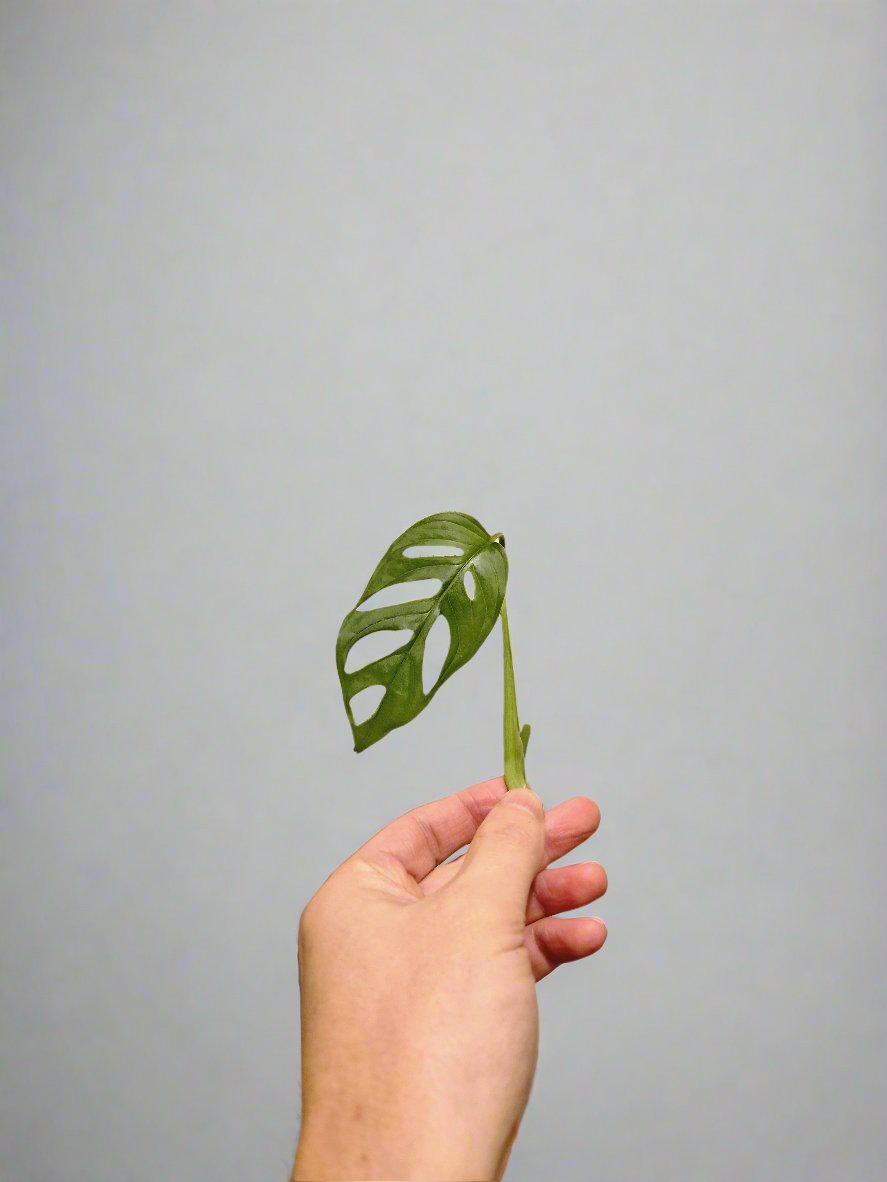 Monstera Adansonii Cutting