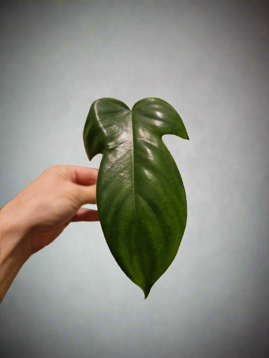 Philodendron Bipennifolium Aurea Golden Violin Cutting