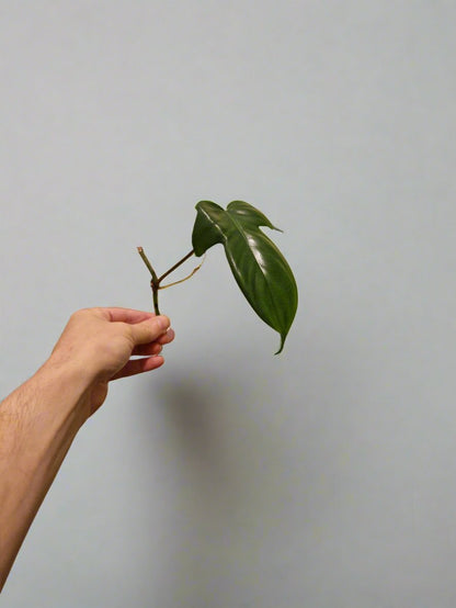 Philodendron Bipennifolium Aurea Golden Violin Cutting