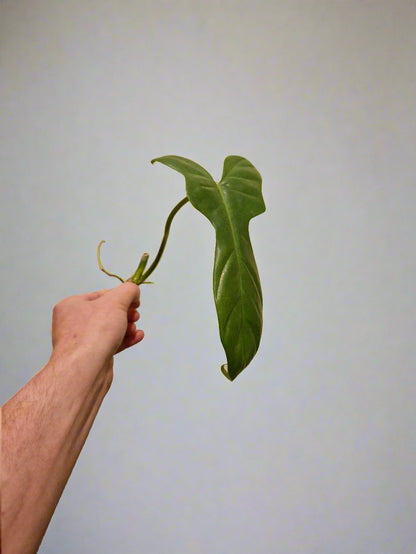 Philodendron Bipennifolium Aurea Golden Violin Cutting