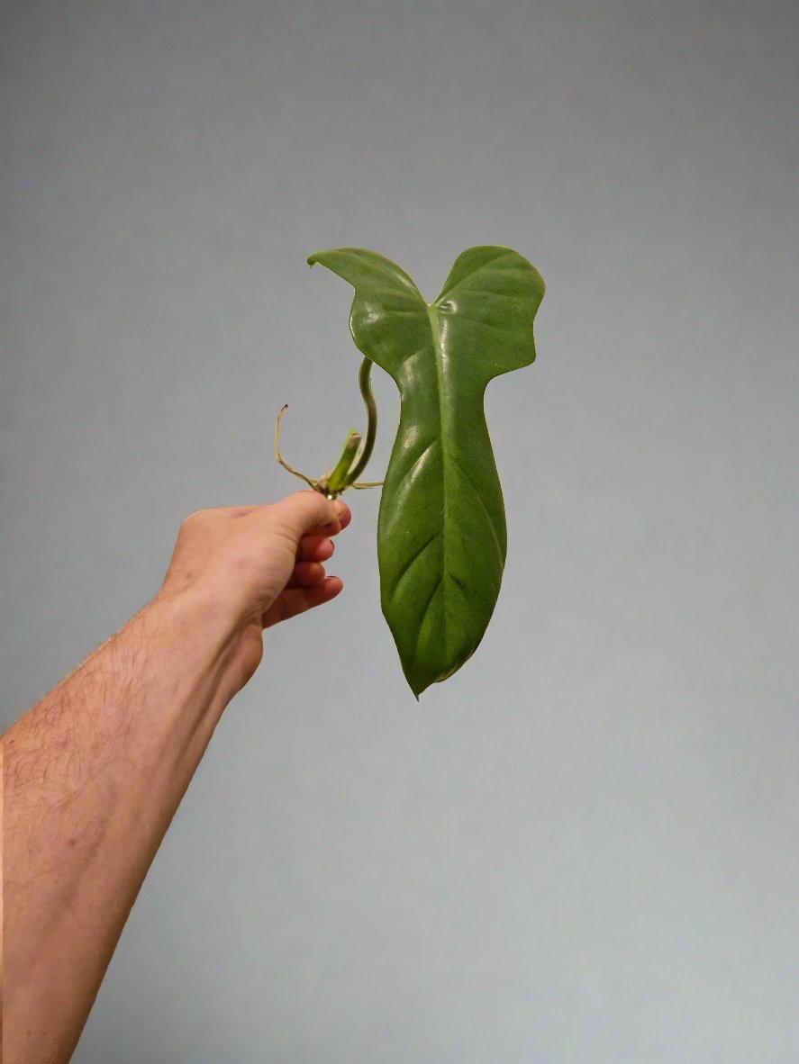 Philodendron Bipennifolium Aurea Golden Violin Cutting