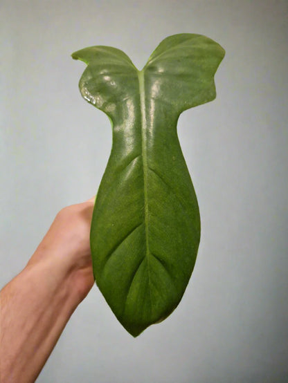 Philodendron Bipennifolium Aurea Golden Violin Cutting