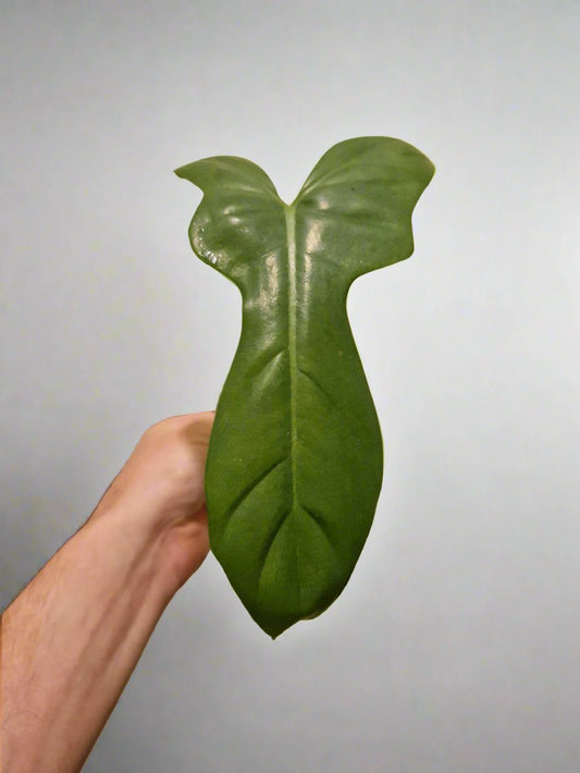 Philodendron Bipennifolium Aurea Golden Violin Cutting