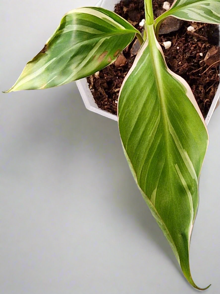 Musa NoNo Variegated Banana (Hint of Pink) - Plant A