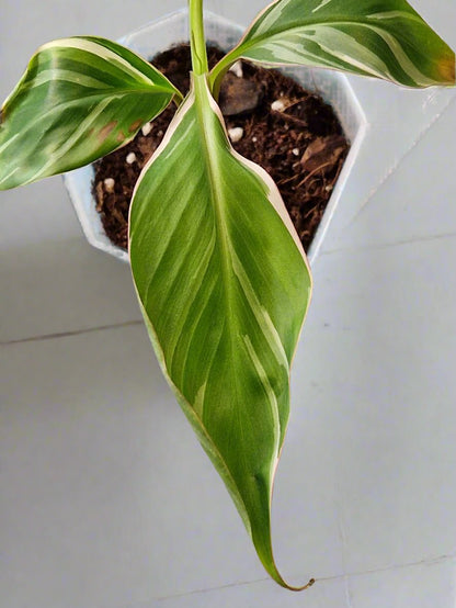 Musa NoNo Variegated Banana (Hint of Pink) - Plant A