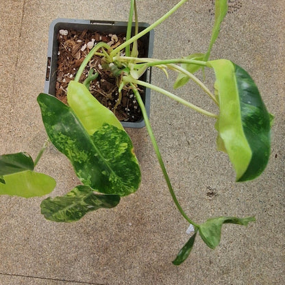 Philodendron Burle Marx Variegated - Plant A