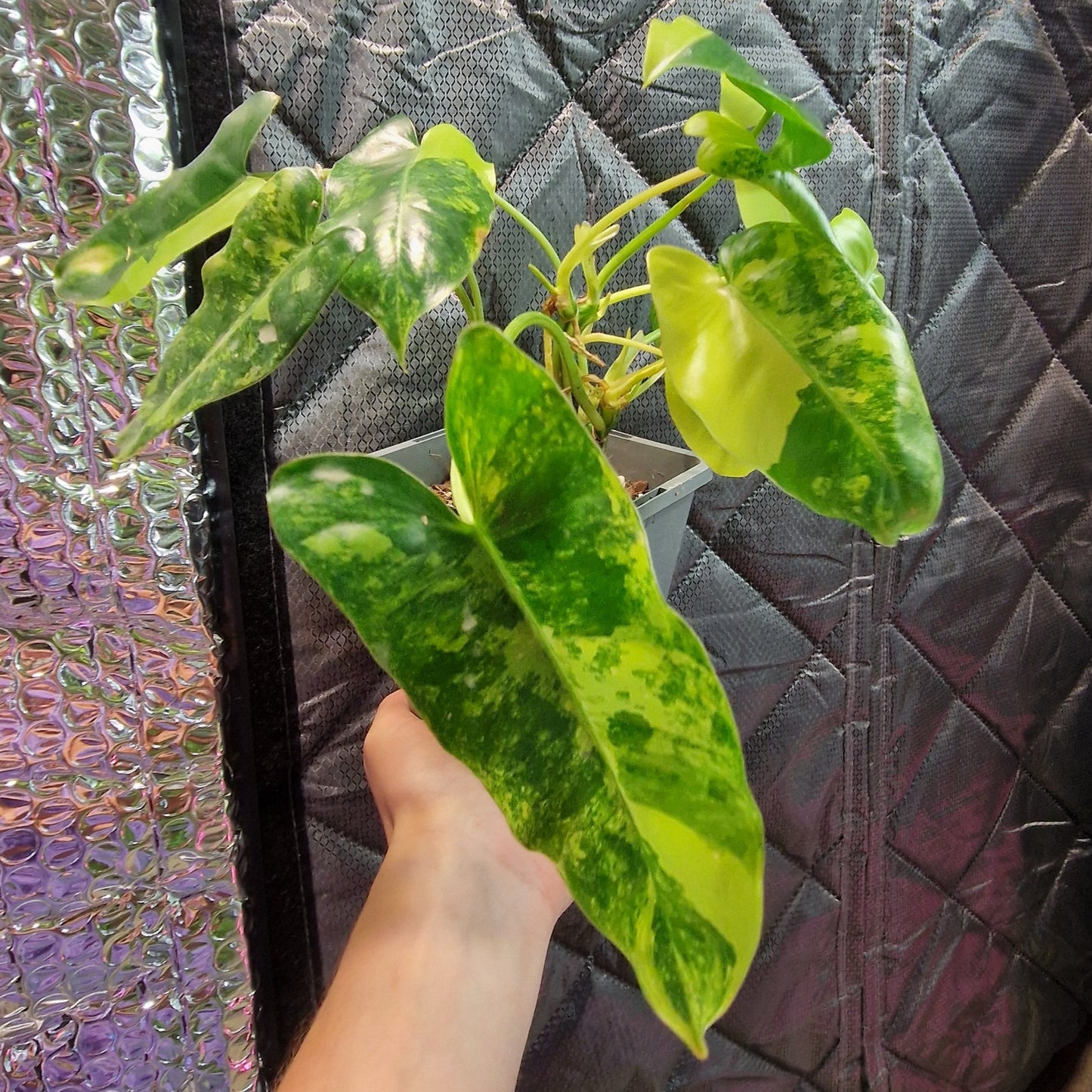 Philodendron Burle Marx Variegated - Plant A