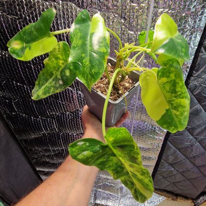 Philodendron Burle Marx Variegated - Plant A